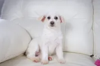 CASSIDY, a female Pembroke Welsh Corgi and Poodle - Toy  for sale in Moravia, IA – Photo 3 of 3