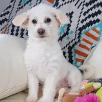 CASSIDY, a female Pembroke Welsh Corgi and Poodle - Toy  for sale in Moravia, IA – Photo 8 of 10