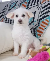 CASSIDY, a female Pembroke Welsh Corgi and Poodle - Toy  for sale in Moravia, IA – Photo 1 of 3