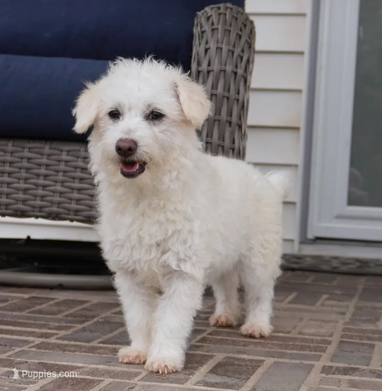 CASSIDY – Pembroke Welsh Corgi, Poodle - Toy  puppy for sale in Moravia, IA