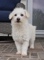 CASSIDY, a female Pembroke Welsh Corgi and Poodle - Toy  for sale in Moravia, IA – Photo 2 of 10