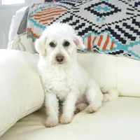 CASSIDY, a female Pembroke Welsh Corgi and Poodle - Toy  for sale in Moravia, IA – Photo 7 of 10