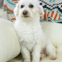 CASSIDY, a female Pembroke Welsh Corgi and Poodle - Toy  for sale in Moravia, IA – Photo 6 of 10