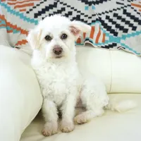 CASSIDY, a female Pembroke Welsh Corgi and Poodle - Toy  for sale in Moravia, IA – Photo 5 of 10