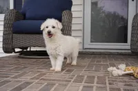 CASSIDY, a female Pembroke Welsh Corgi and Poodle - Toy  for sale in Moravia, IA – Photo 4 of 10
