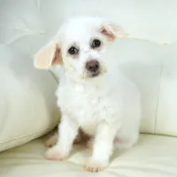 CASSIDY, a female Pembroke Welsh Corgi and Poodle - Toy  for sale in Moravia, IA – Photo 9 of 10