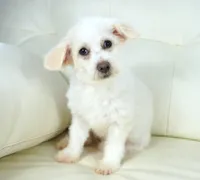 CASSIDY, a female Pembroke Welsh Corgi and Poodle - Toy  for sale in Moravia, IA – Photo 2 of 3