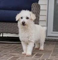 CASSIDY, a female Pembroke Welsh Corgi and Poodle - Toy  for sale in Moravia, IA – Photo 3 of 10