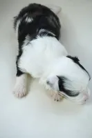 newlin-toy, a male Poodle - Toy  and Toy Australian Shepherd for sale in Moravia, IA – Photo 4 of 5