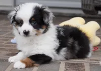 newlin-toy, a male Poodle - Toy  and Toy Australian Shepherd for sale in Moravia, IA – Photo 1 of 9