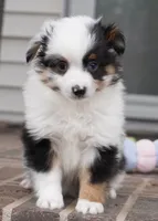 newlin-toy, a male Poodle - Toy  and Toy Australian Shepherd for sale in Moravia, IA – Photo 2 of 9
