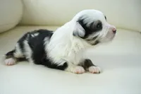 newlin-toy, a male Poodle - Toy  and Toy Australian Shepherd for sale in Moravia, IA – Photo 3 of 5