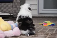 newlin-toy, a male Poodle - Toy  and Toy Australian Shepherd for sale in Moravia, IA – Photo 3 of 9