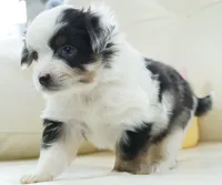 newlin-toy, a male Poodle - Toy  and Toy Australian Shepherd for sale in Moravia, IA – Photo 6 of 9