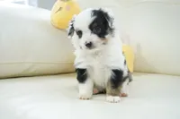 newlin-toy, a male Poodle - Toy  and Toy Australian Shepherd for sale in Moravia, IA – Photo 8 of 9