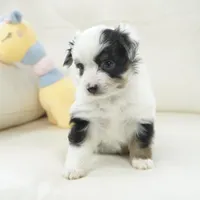 newlin-toy, a male Poodle - Toy  and Toy Australian Shepherd for sale in Moravia, IA – Photo 5 of 9