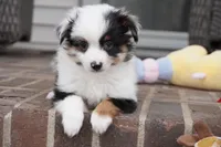newlin-toy, a male Poodle - Toy  and Toy Australian Shepherd for sale in Moravia, IA – Photo 4 of 9