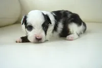 newlin-toy, a male Poodle - Toy  and Toy Australian Shepherd for sale in Moravia, IA – Photo 2 of 5