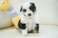 newlin-toy, a male Poodle - Toy  and Toy Australian Shepherd for sale in Moravia, IA – Photo 9 of 9