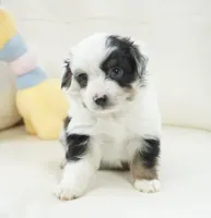 newlin-toy, a male Poodle - Toy  and Toy Australian Shepherd for sale in Moravia, IA – Photo 7 of 9