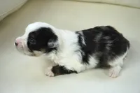 newlin-toy, a male Poodle - Toy  and Toy Australian Shepherd for sale in Moravia, IA – Photo 5 of 5