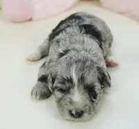 Poppi-Mini, a female Sheepadoodle for sale in Moravia, IA – Photo 2 of 4