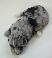 Poppi-Mini, a female Sheepadoodle for sale in Moravia, IA – Photo 3 of 4