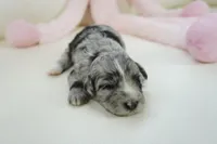 Poppi-Mini, a female Sheepadoodle for sale in Moravia, IA – Photo 4 of 4
