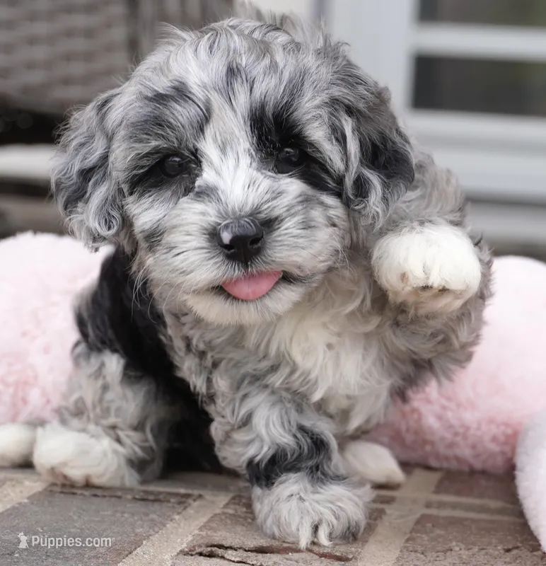 Poppi-Mini – Sheepadoodle puppy for sale in Moravia, IA
