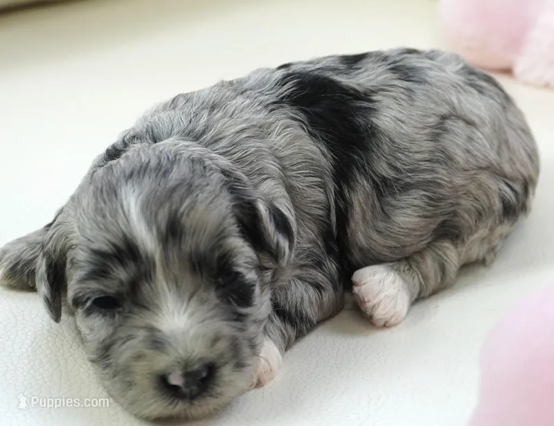 Poppi-Mini – Sheepadoodle puppy for sale in Moravia, IA