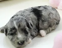 Poppi-Mini, a female Sheepadoodle for sale in Moravia, IA – Photo 1 of 4
