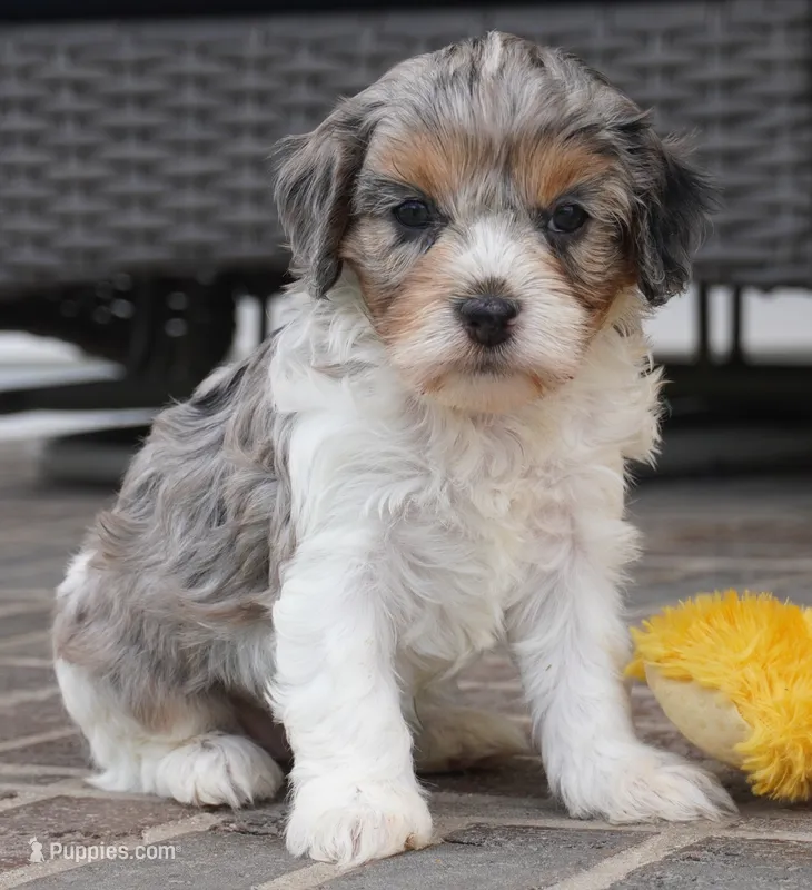 Thea – Cavapoo puppy for sale in Moravia, IA