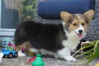 Cymber-Fluffy AKC, a female Pembroke Welsh Corgi for sale in Moravia, IA – 4 of 10