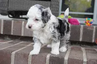 Bridger, a male Miniature Aussiedoodle for sale in Moravia, IA – 4 of 4