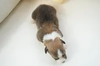 Gatlin-AKC, a male Pembroke Welsh Corgi for sale in Moravia, IA – Photo 4 of 4