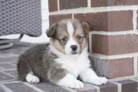 Grant-AKC, a male Pembroke Welsh Corgi for sale in Moravia, IA – Photo 2 of 6