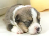 Gatlin-AKC, a male Pembroke Welsh Corgi for sale in Moravia, IA – Photo 1 of 4