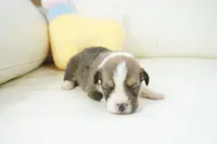 Gatlin-AKC, a male Pembroke Welsh Corgi for sale in Moravia, IA – Photo 3 of 4