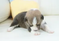 Gatlin-AKC, a male Pembroke Welsh Corgi for sale in Moravia, IA – Photo 2 of 4