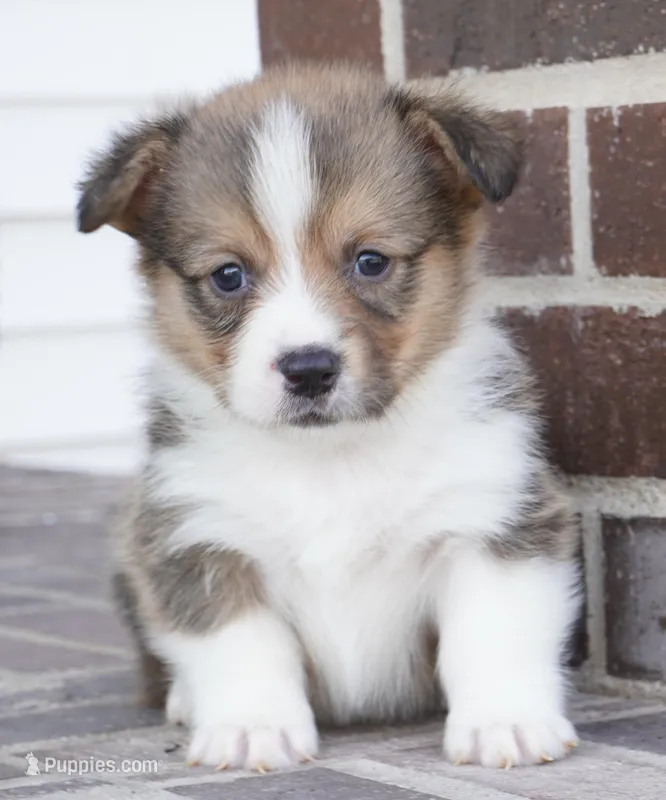 Grant-AKC – Pembroke Welsh Corgi puppy for sale in Moravia, IA