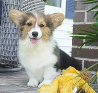 Cymber-Fluffy AKC, a female Pembroke Welsh Corgi for sale in Moravia, IA – 3 of 10