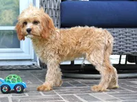 Tiago, a male Cavapoo for sale in Moravia, IA – 3 of 10