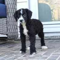 Sutter mini F1bs, a male Miniature Bernedoodle for sale in Moravia, IA – Photo 4 of 4