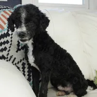 Sutter mini F1bs, a male Miniature Bernedoodle for sale in Moravia, IA – Photo 2 of 4