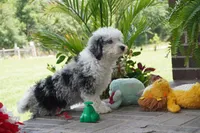 Bridger, a male Miniature Aussiedoodle for sale in Moravia, IA – 3 of 9