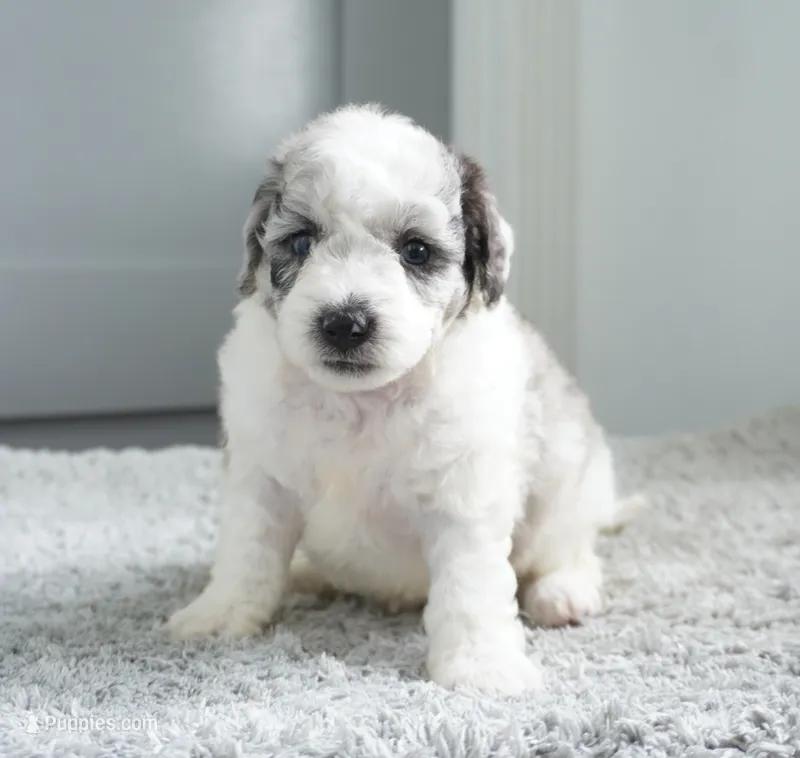 Peach Blush – Sheepadoodle puppy for sale in Moravia, IA