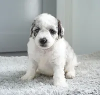 Peach Blush, a female Sheepadoodle for sale in Moravia, IA – 1 of 2