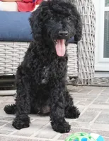 Emmit, a male Poodle - Miniature  for sale in Moravia, IA – 3 of 4