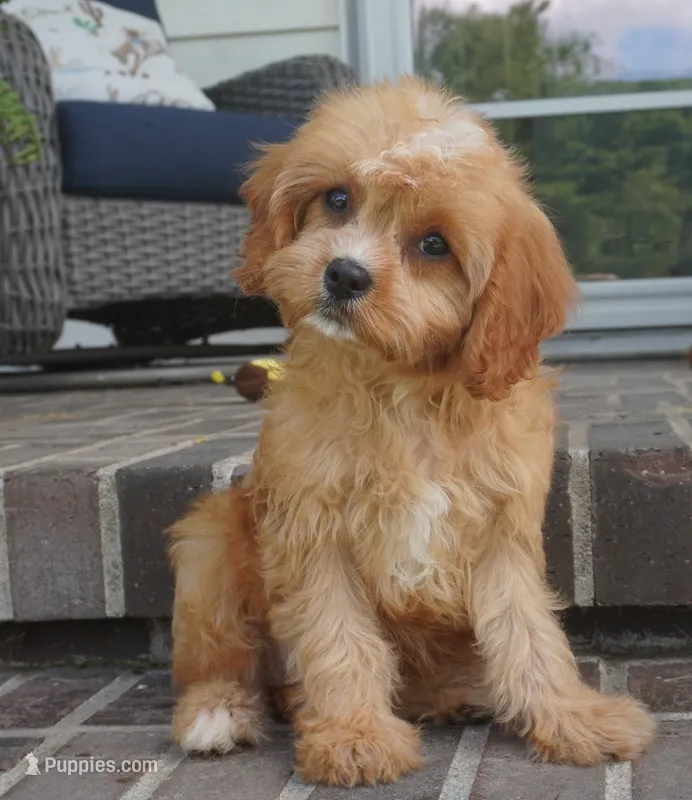 Tiago – Cavapoo puppy for sale in Moravia, IA
