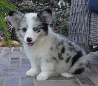 Danni Girl-fluffy, a female Pembroke Welsh Corgi for sale in Moravia, IA – 4 of 10